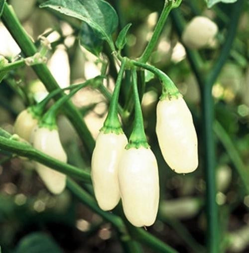 Peruvian White Lightning Habanero