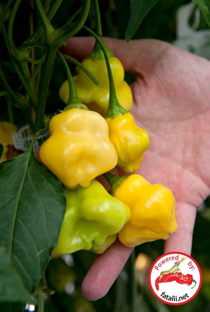 Fatalii Gourmet Aji Fantasy