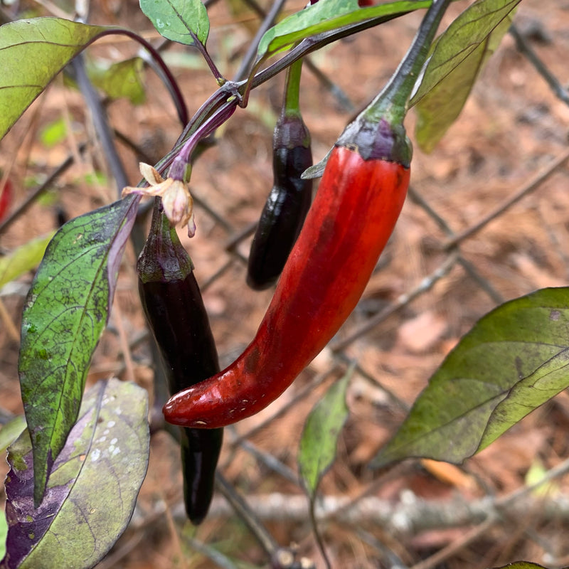 Jalapeño x Purple Tiger