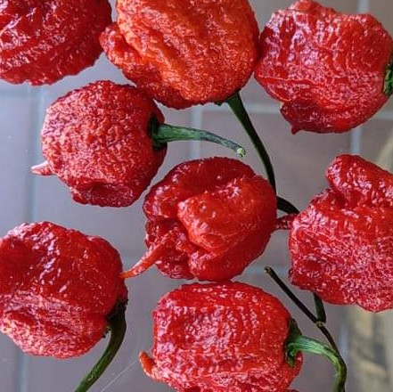 Carolina Reaper