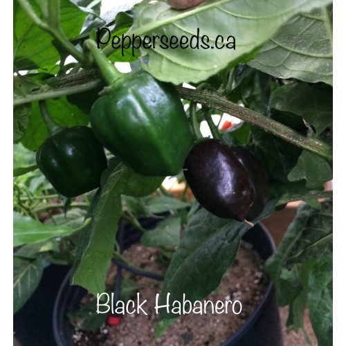 Black Habanero