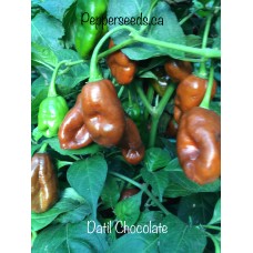 Datil Chocolate