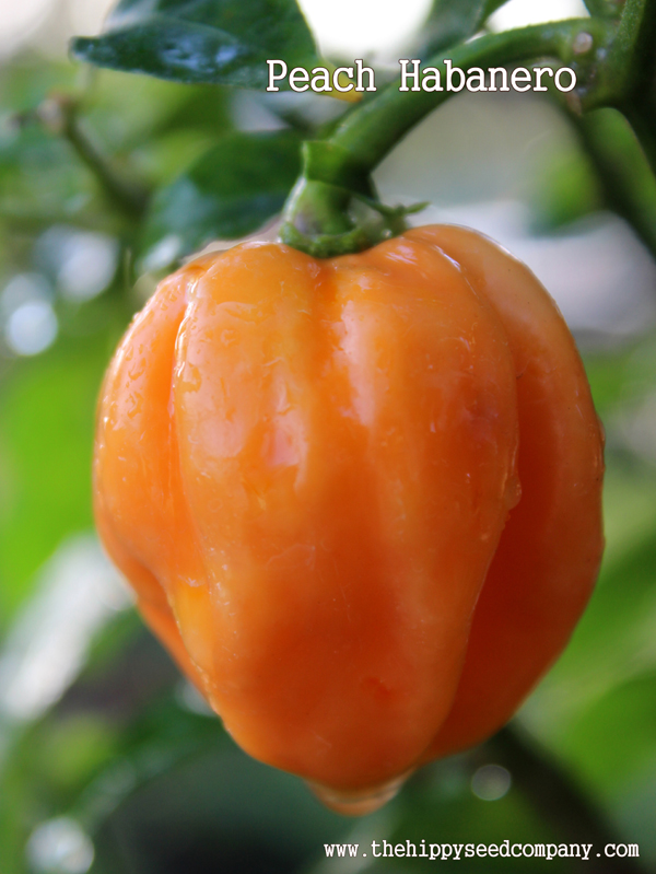 Habanero Peach