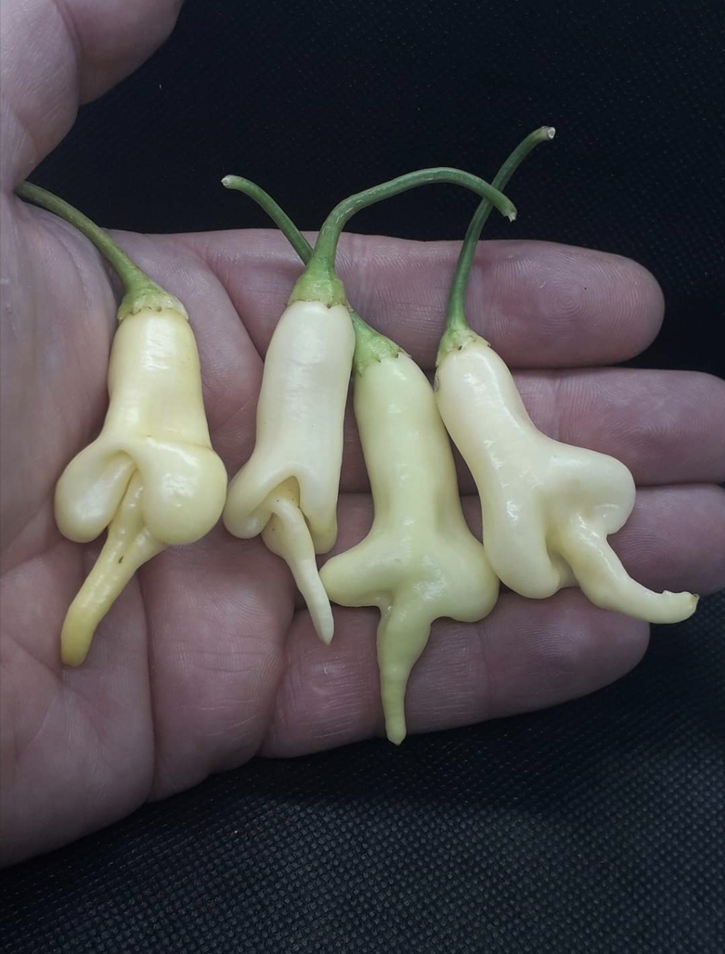 Aji Confusion