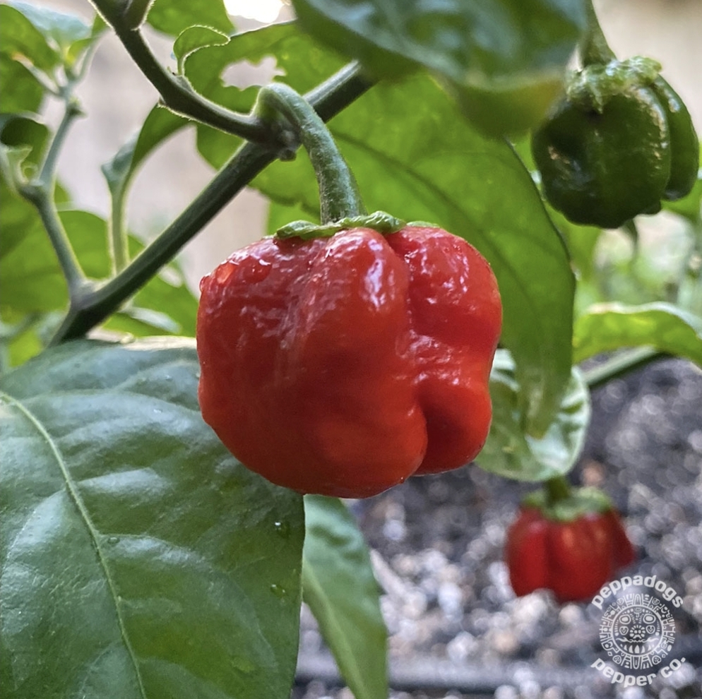 7 Pot Bubblegum Pink