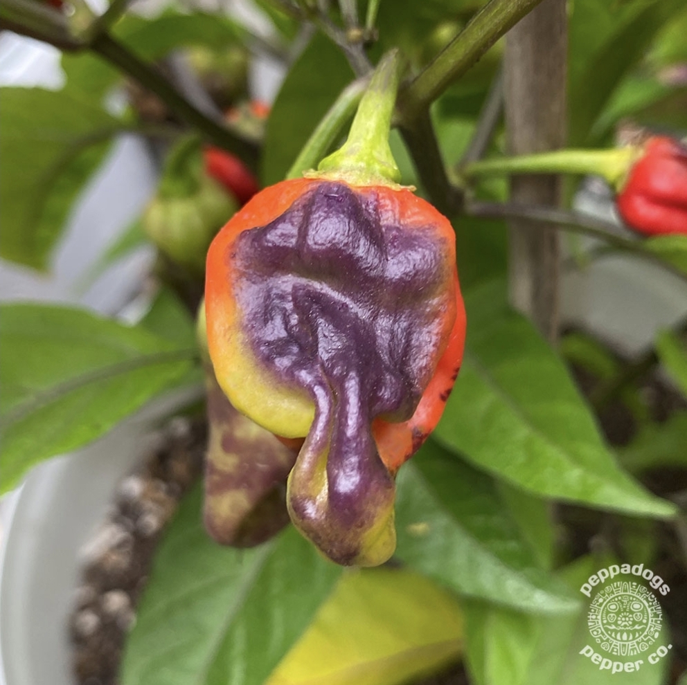 Bhut Jolokia Purple Ghost