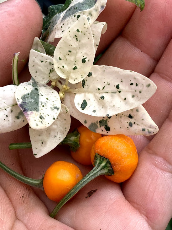 Golden Nugget Variegated