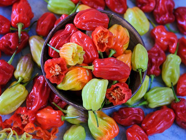 Tobago Seasoning