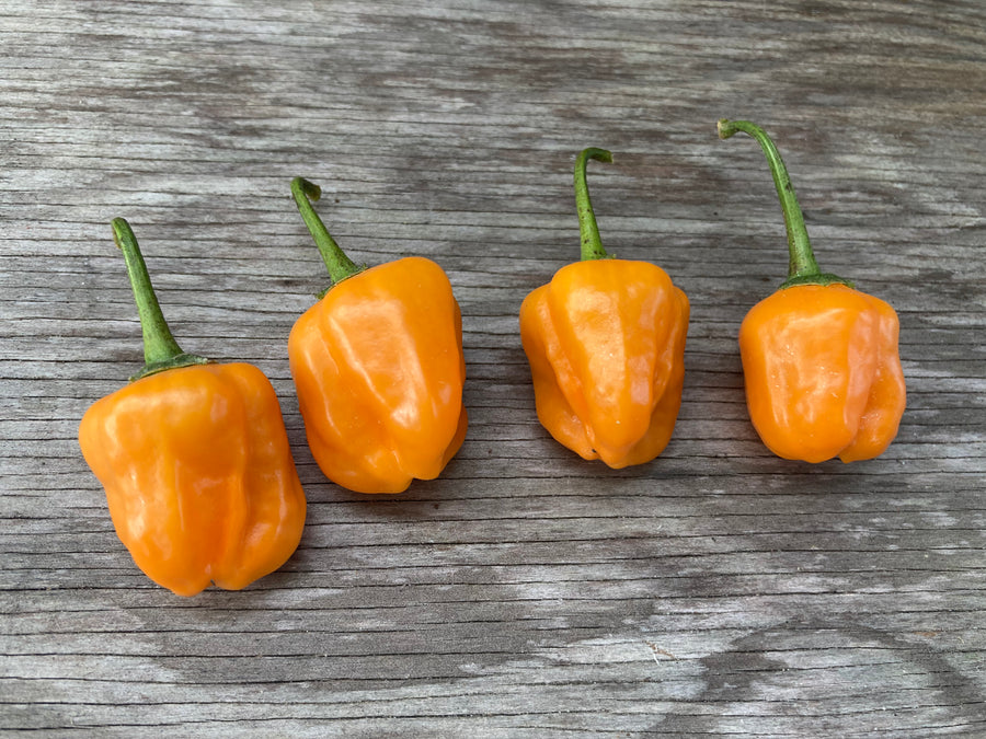 Aji Mango Stumpy