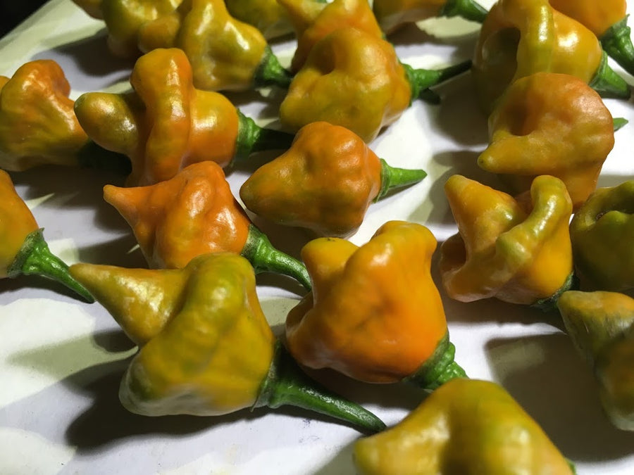 Pointed Mustard Habanero