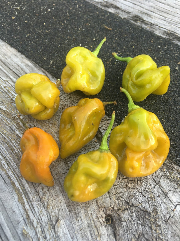 Pimenta Mustard Habanero