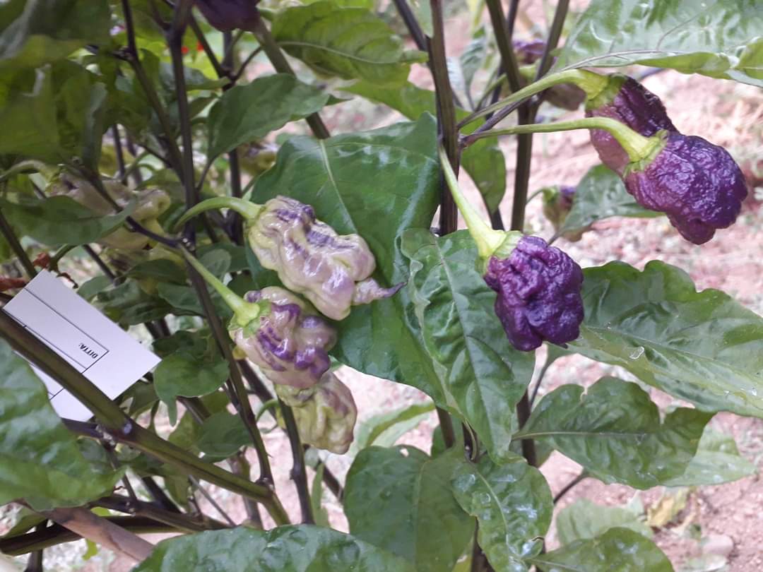 Purple Death FP F3