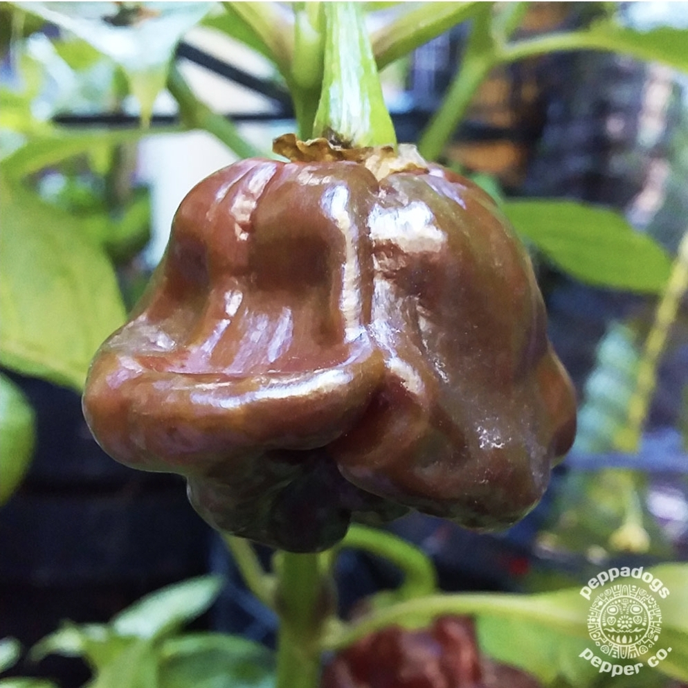 Scotch Bonnet Chocolate