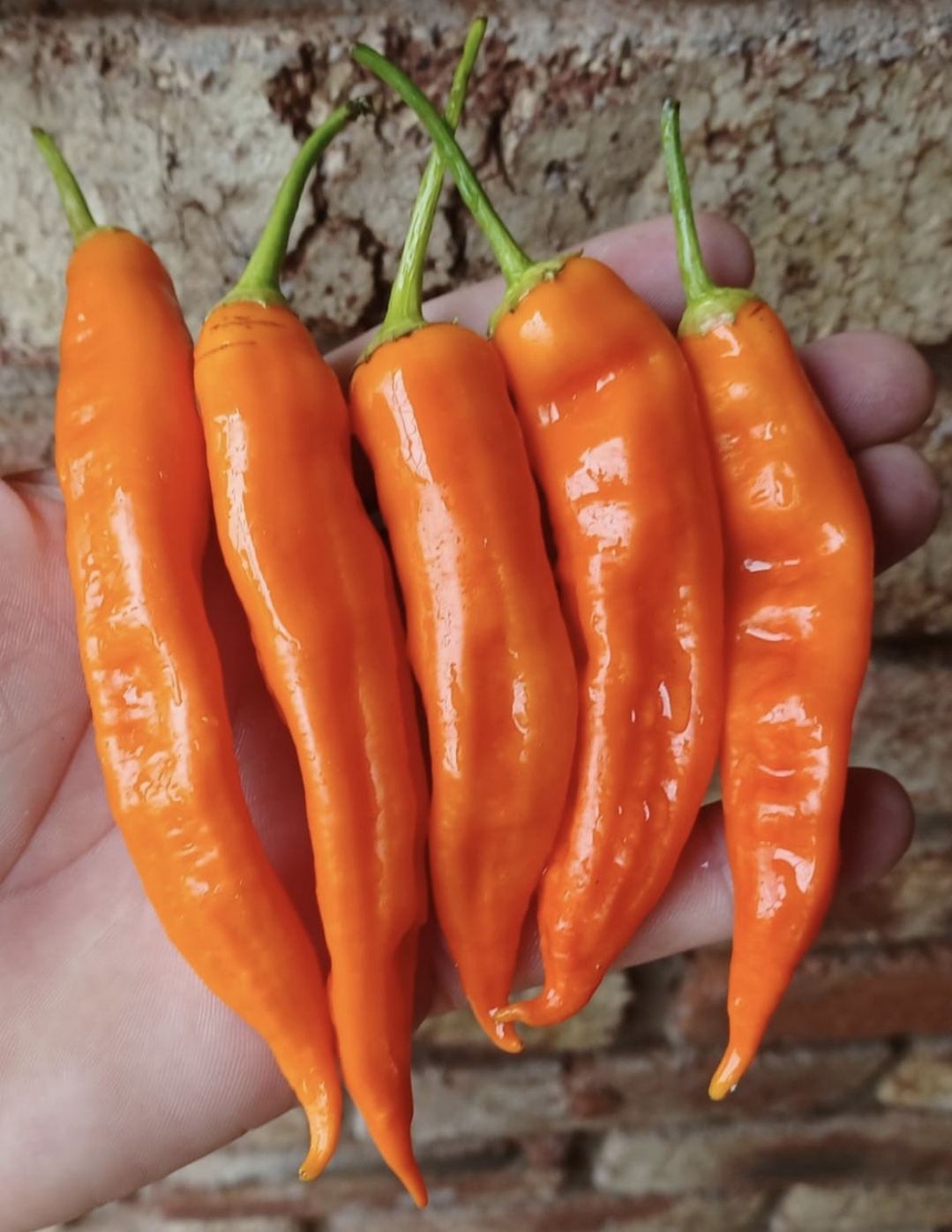 Aji Amarillo