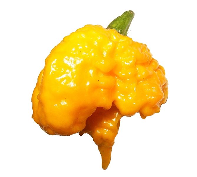 Carolina Reaper Yellow