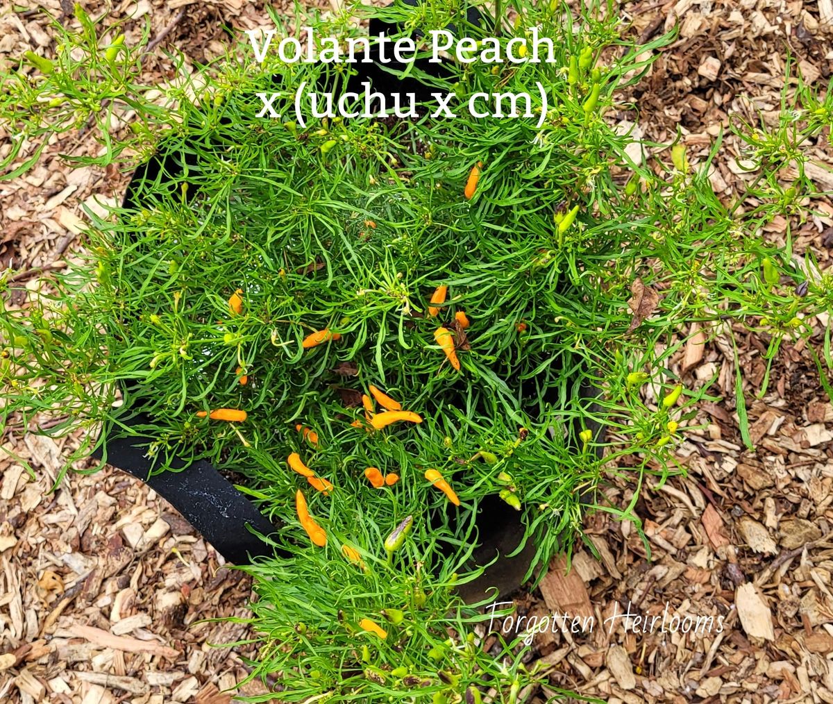 Volante x Uchu x Candlelight Mutant Peach F3