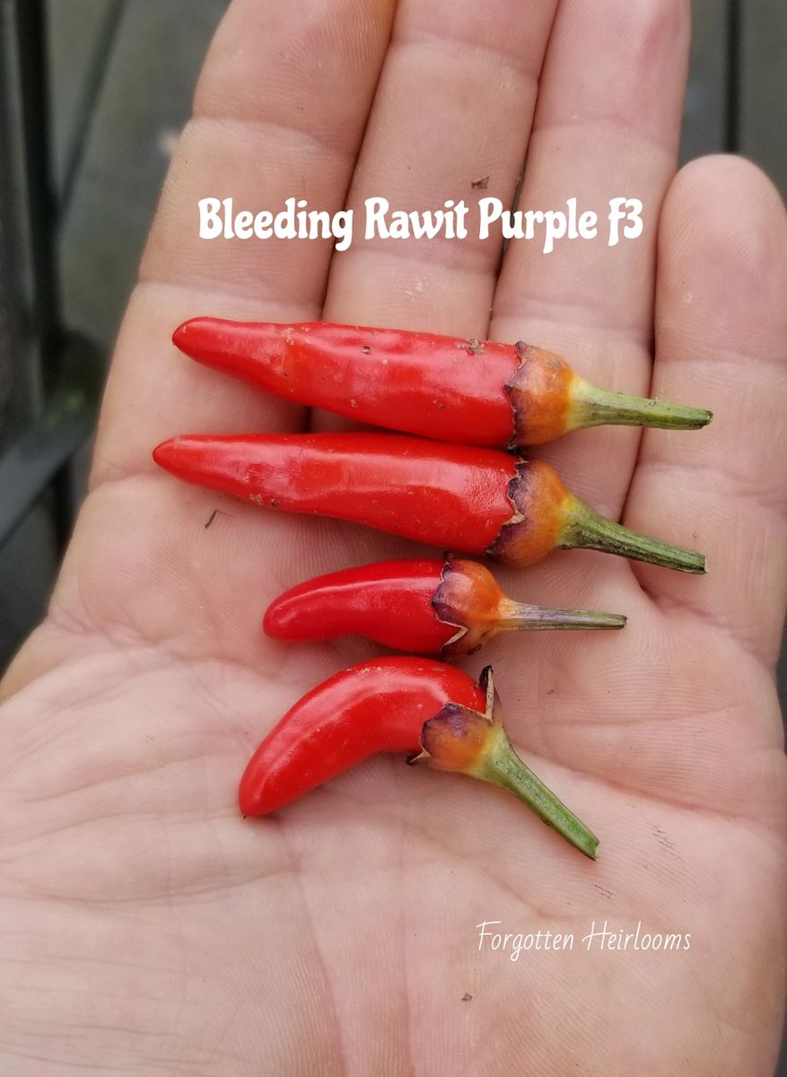 Bleeding Rawit Purple F4