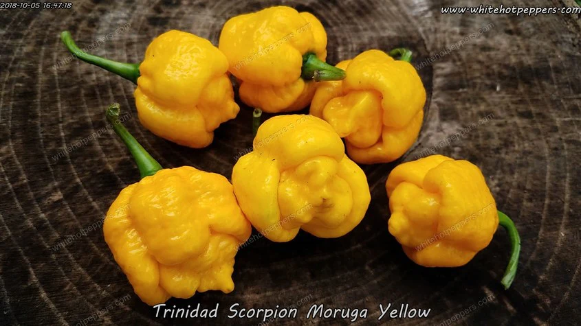 Trinidad Moruga Scorpion