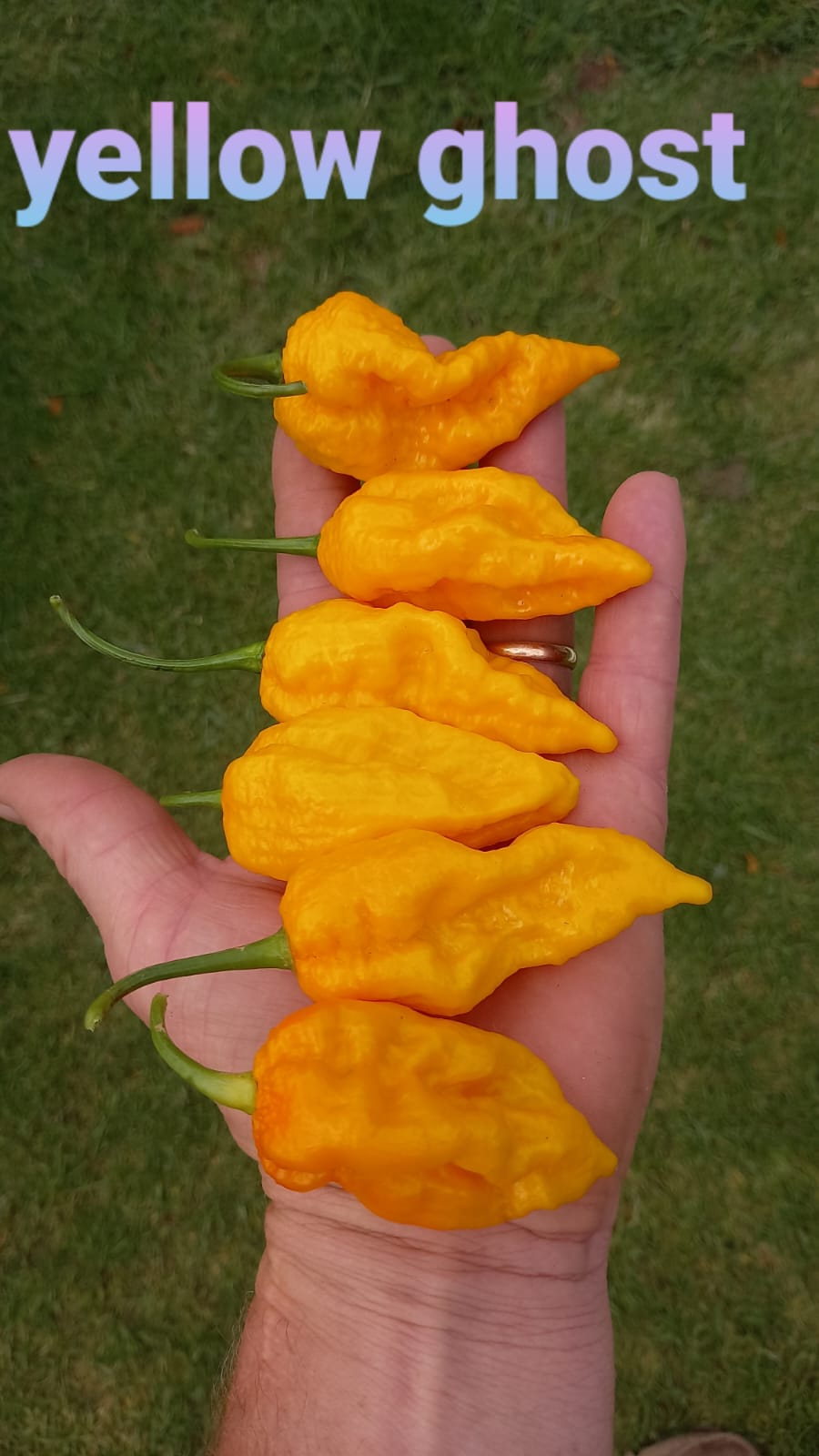 Bhut Jolokia Ghost Yellow