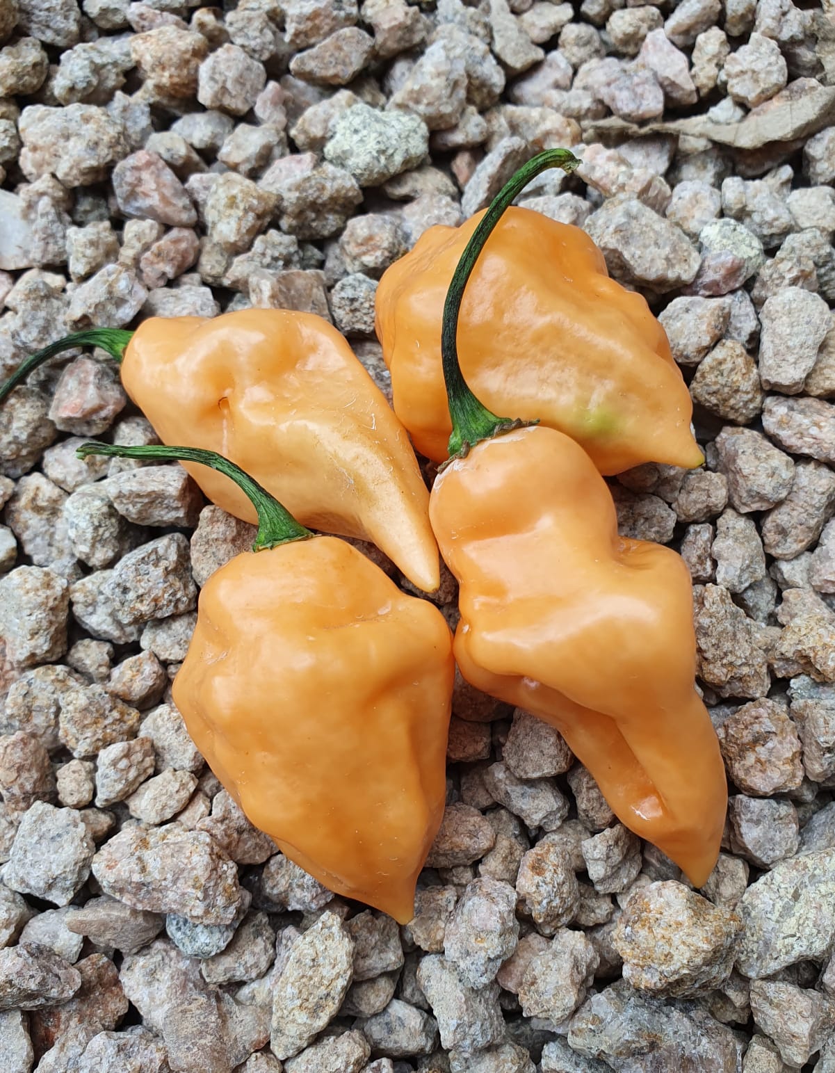 Trinidad Scorpion Peach