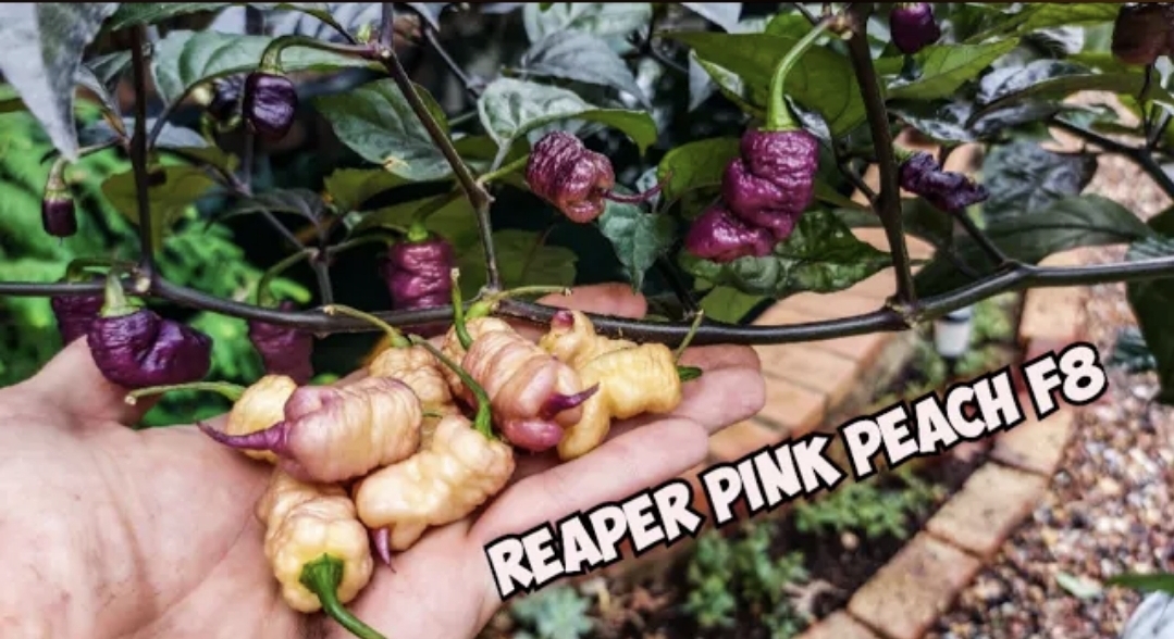 Reaper Pink Peach