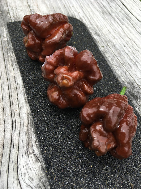 Brown Moruga Scorpion